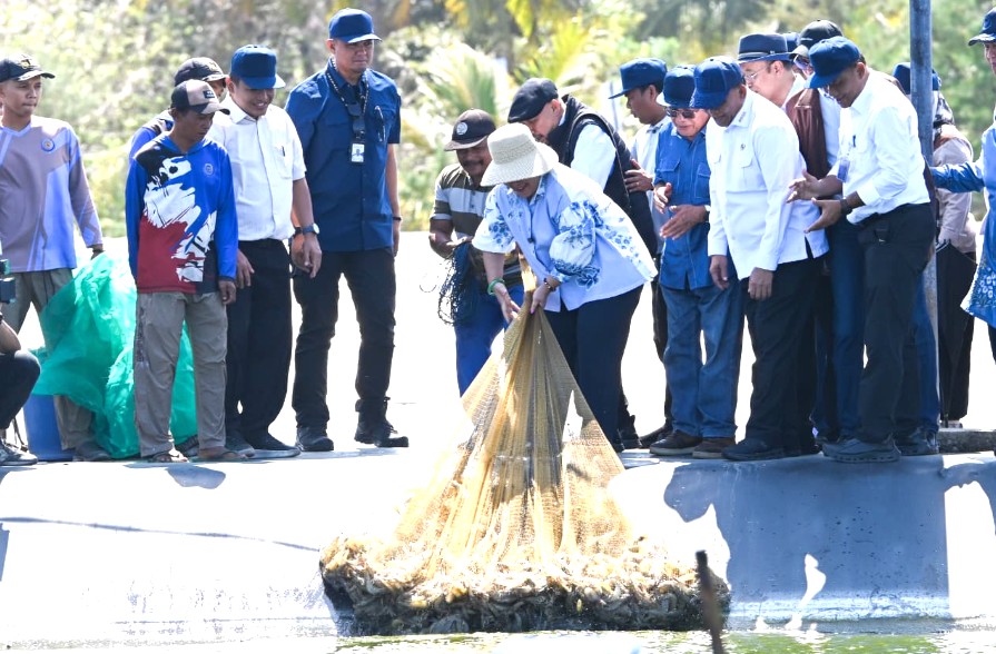 Dapat Apresiasi Komisi IV, Panen Udang Siklus Ke-8 BUBK Kebumen Diproyeksikan Capai 254,5 Ton