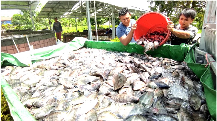 Jelang Tutup Tahun, KKP Salurkan Bantuan Benih & Calon Induk Ikan Berkualitas