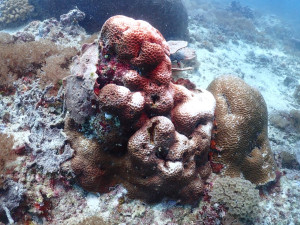 KKP Kaji Fenomena Pemutihan Karang Waspadai Naiknya Suhu Air Laut