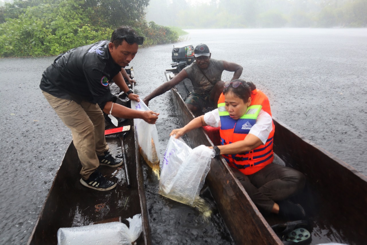 KKP Lepas Ratusan Anakan Arwana Irian di Taman Nasional Wasur Merauke