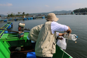 KKP: PERAN PENTING PENGENDALIAN PENYAKIT IKAN DAN LINGKUNGAN MENDUKUNG PERIKANAN BUDIDAYA BERKELANJUTAN