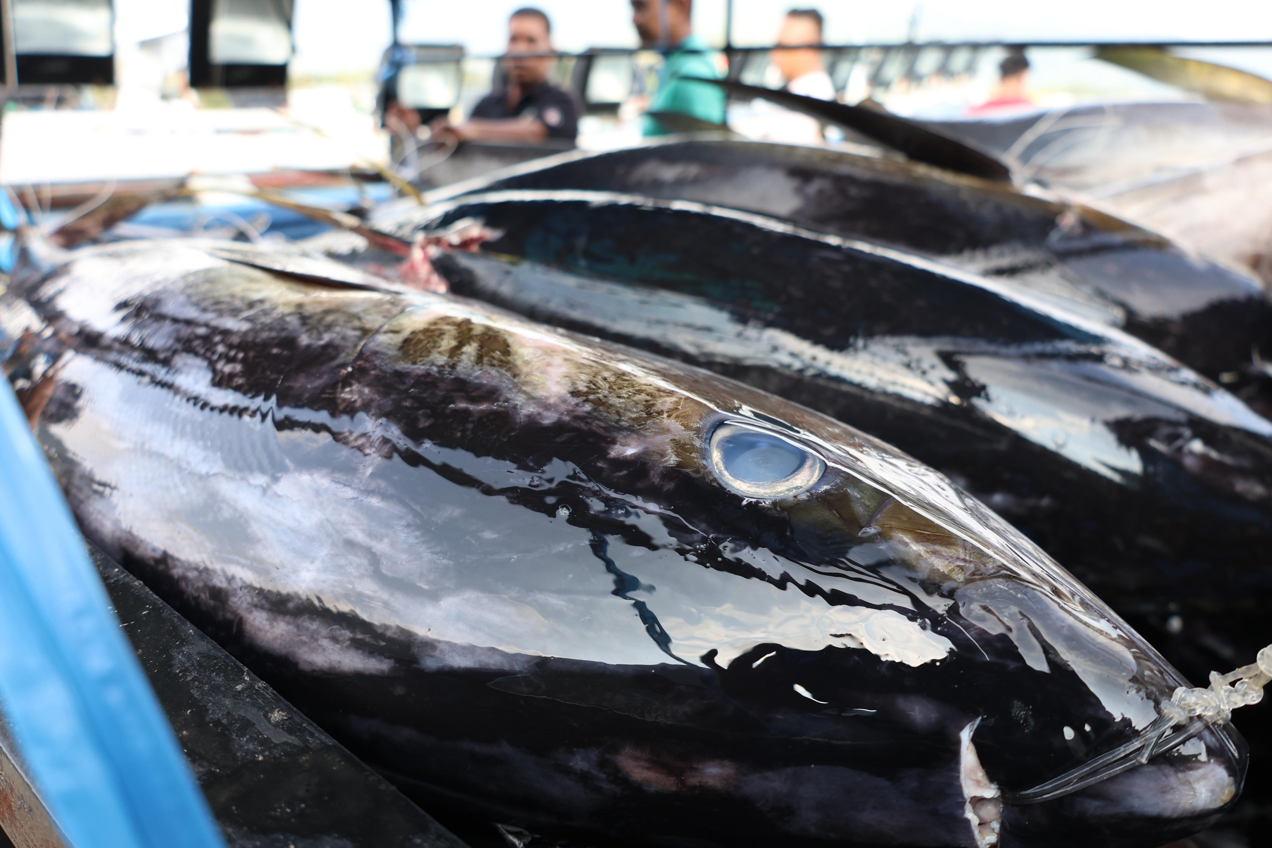KKP Perkuat Sistem Pemantauan & Ketertelusuran Perikanan Tuna