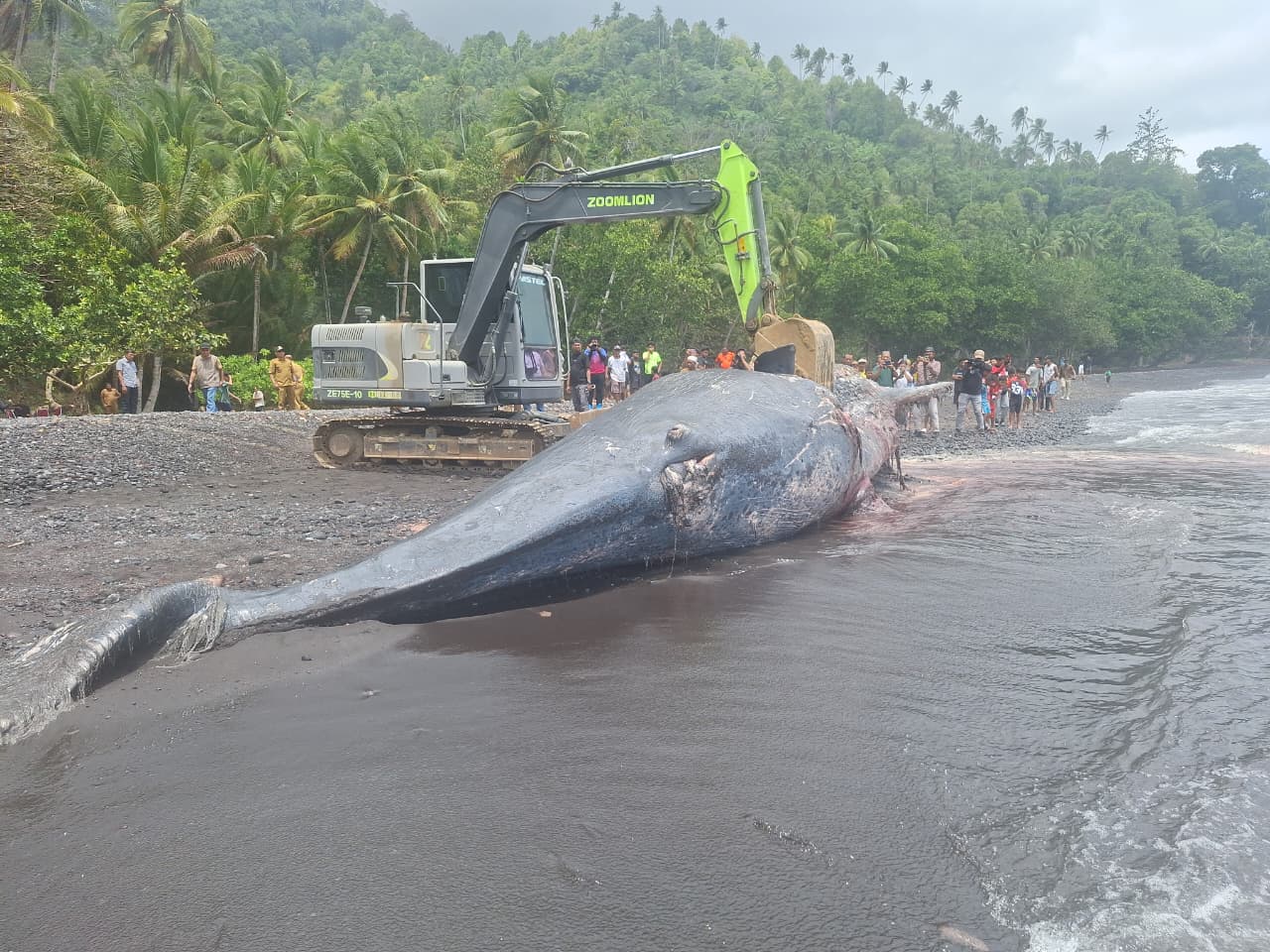 KKP Tangani Paus Sperma Terdampar di Ternate
