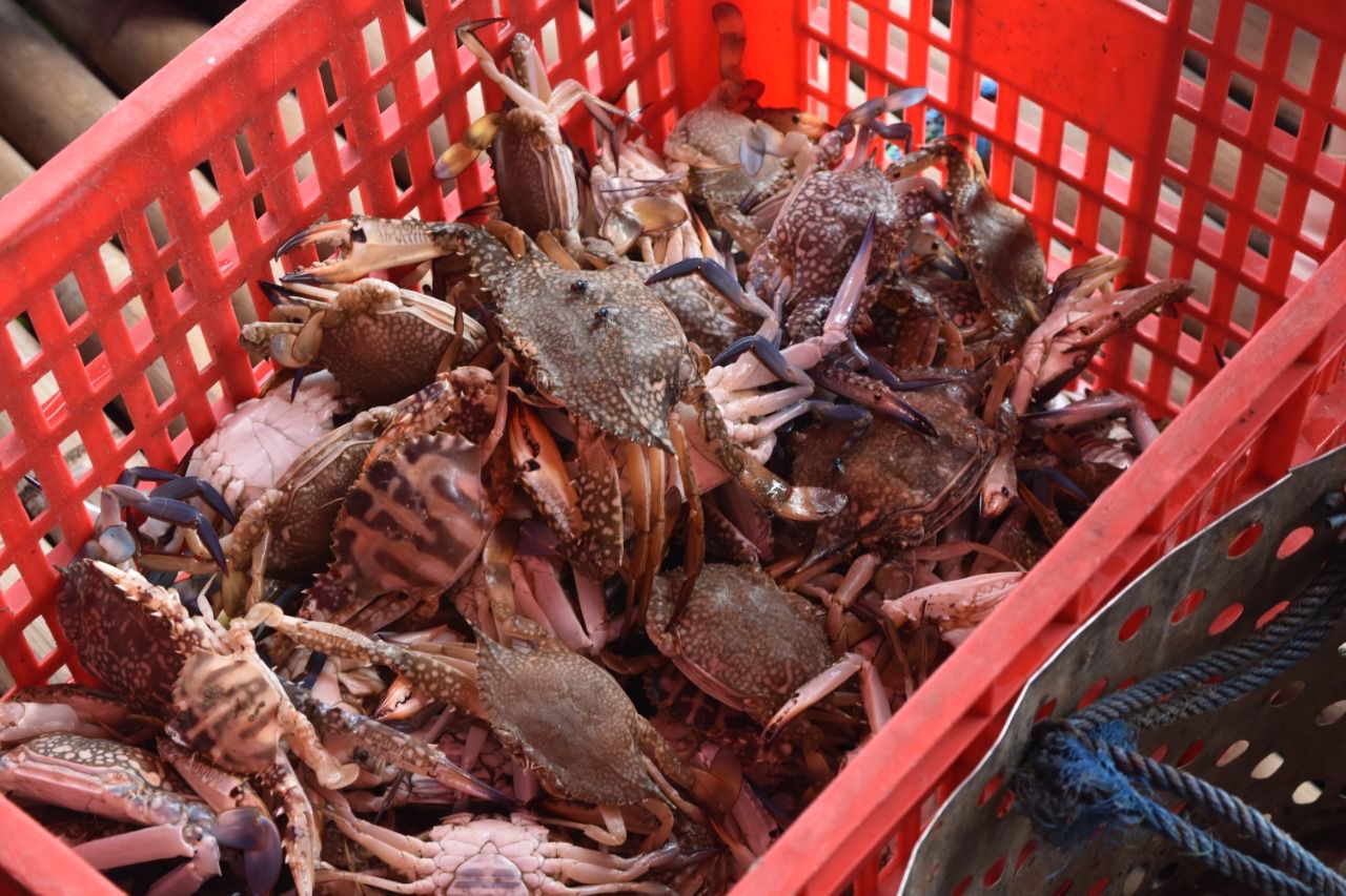 KKP Terbitkan Petunjuk Tenis Permudah Pelaku Usaha Ekspor Rajungan Indonesia ke AS