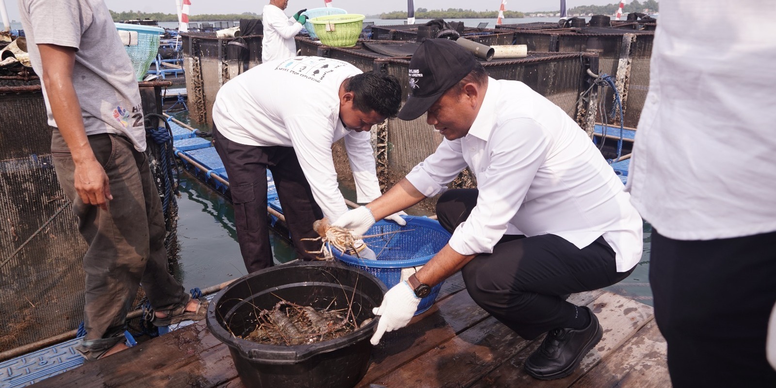 Lobster Modeling Batam Tembus Pasar Ekspor, KKP Dorong Pengembangan Budi Daya Lobster