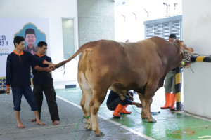 Menteri Trenggono Kurban 1,2 Ton Sapi Simmental di Iduladha 1443 H