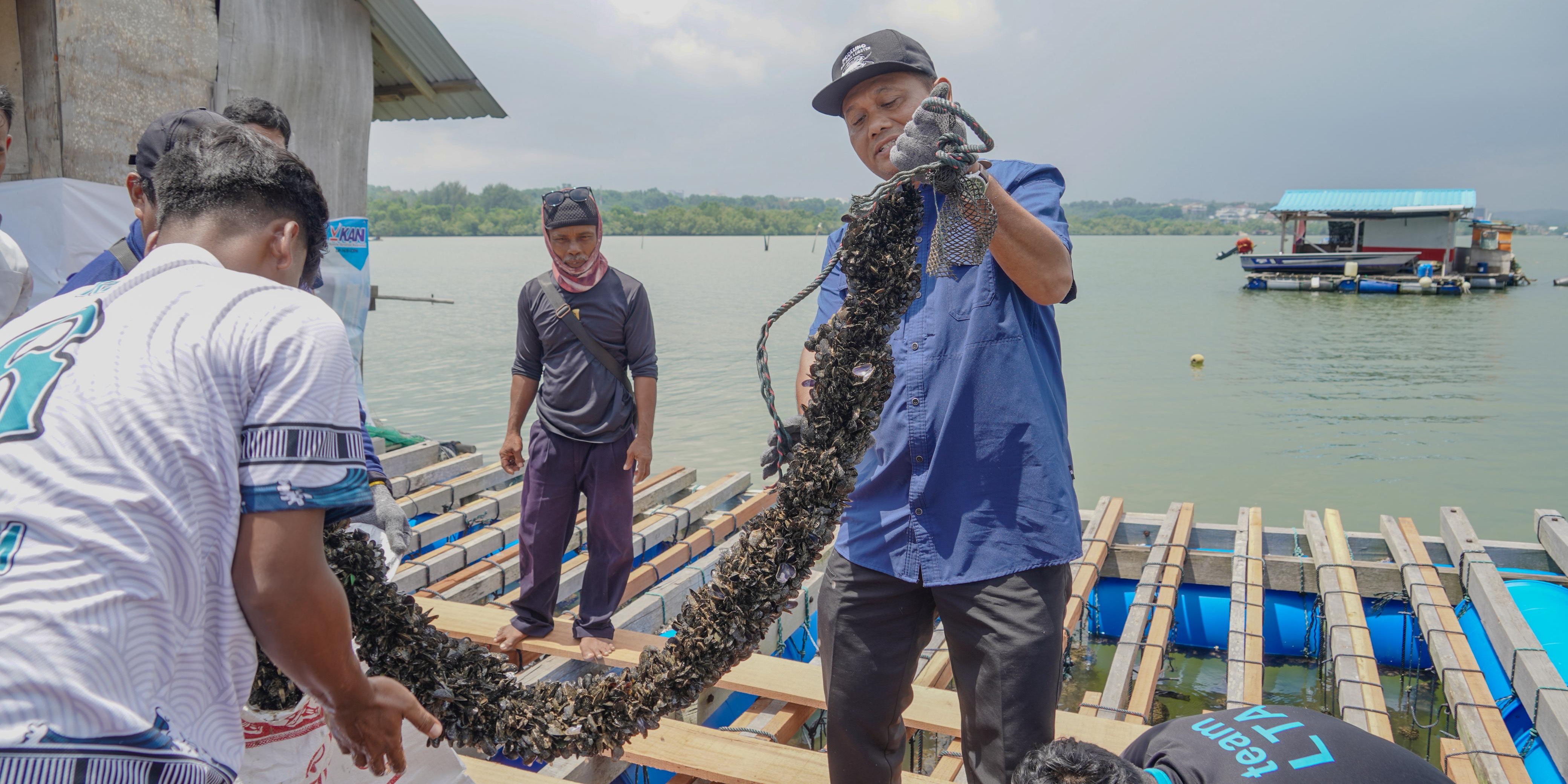 Modeling Lobster Sukses Hidupkan Budidaya Kerang di Batam