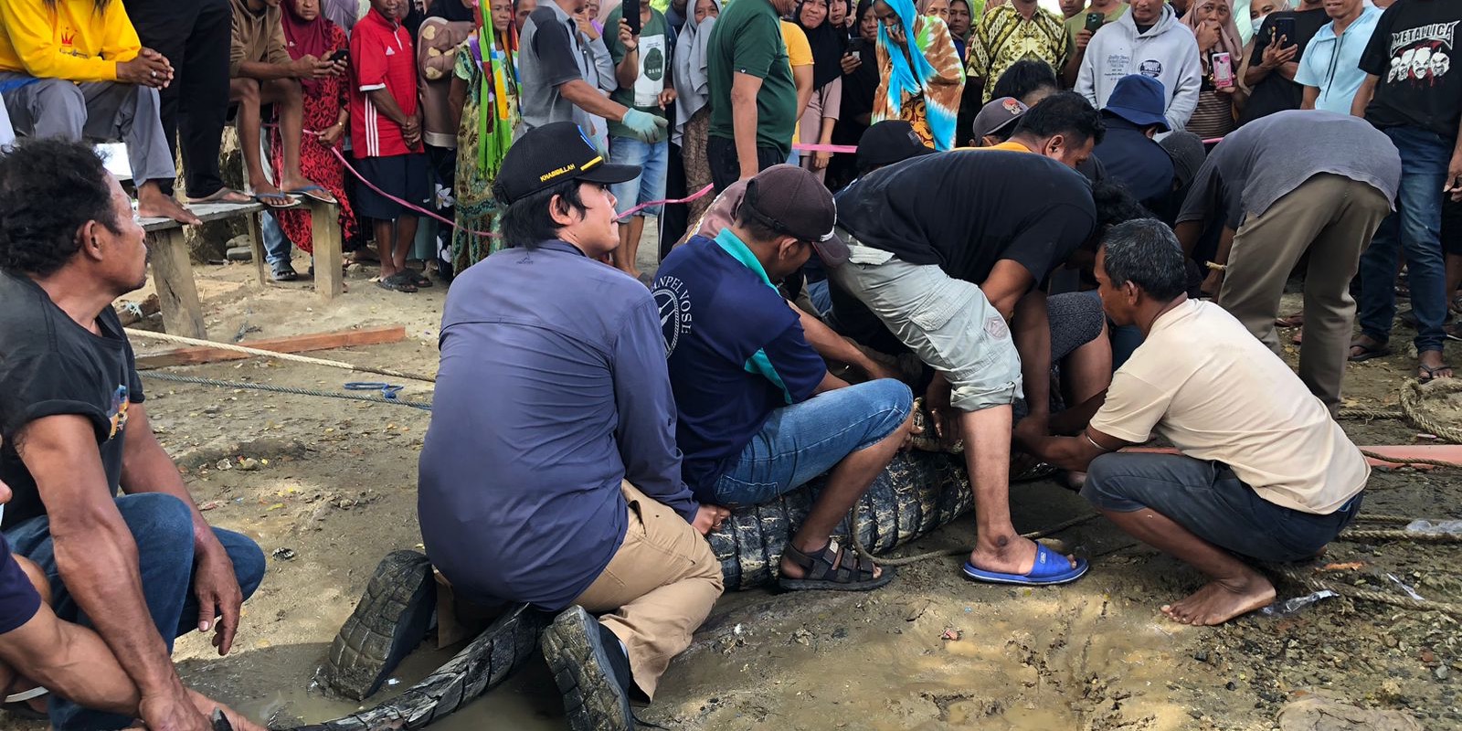 Peralihan Wewenang dari Kemhut, KKP Tangani Buaya Muara Terjerat Pancing di Donggala