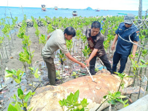 Sulit Dikubur, KKP Tenggelamkan Dugong Terdampar Mati di Sinjai