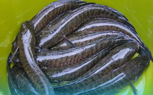 Terus Berakselerasi Program Terobosan, KKP Kembangkan Budidaya Ikan Lokal di Kalimantan
