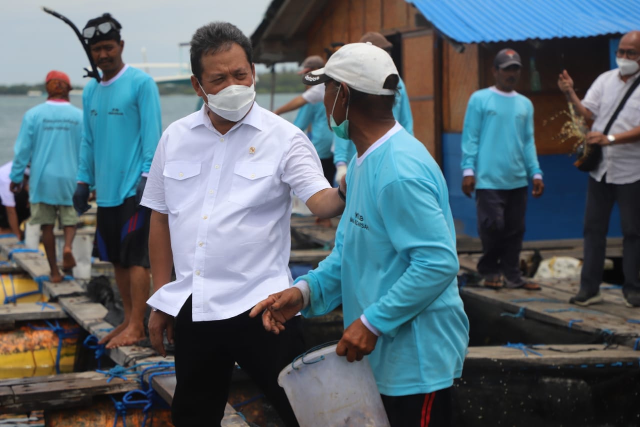 Menteri Kelautan dan Perikanan Sakti Wahyu Trenggono memanen Lobster hasil budidaya dan melepasliarkan lobster di Keramba Jaring Apung, Bangsal Harbour, Buleleng, Bali (20/1).