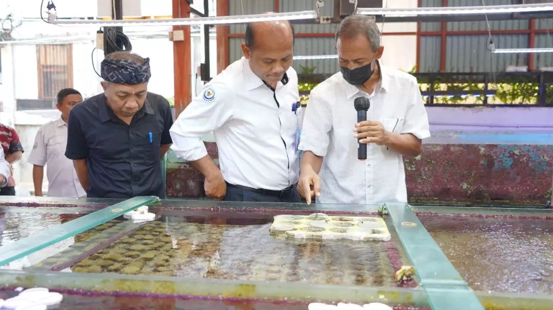 Peninjauan budidaya ikan hias laut di PT. Dinar Darum Lestari