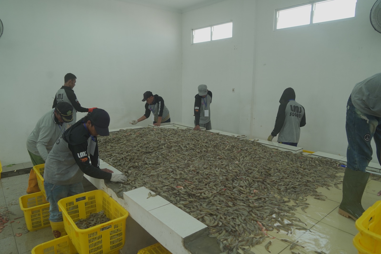 WAKIL PRESIDEN RI LAKUKAN PANEN UDANG DI BUBK KEBUMEN