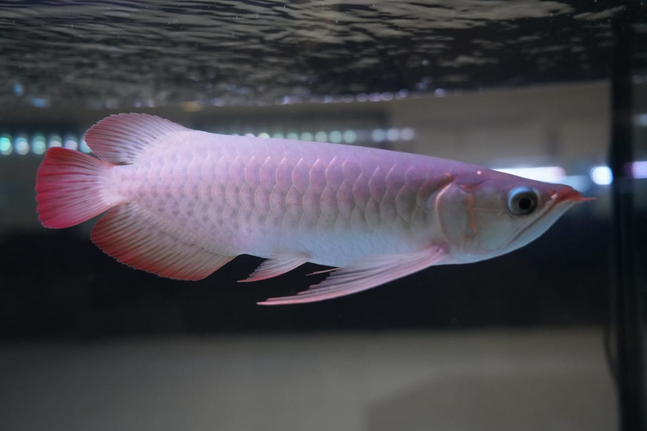 Kontes Ikan Hias Bali Club Arowana