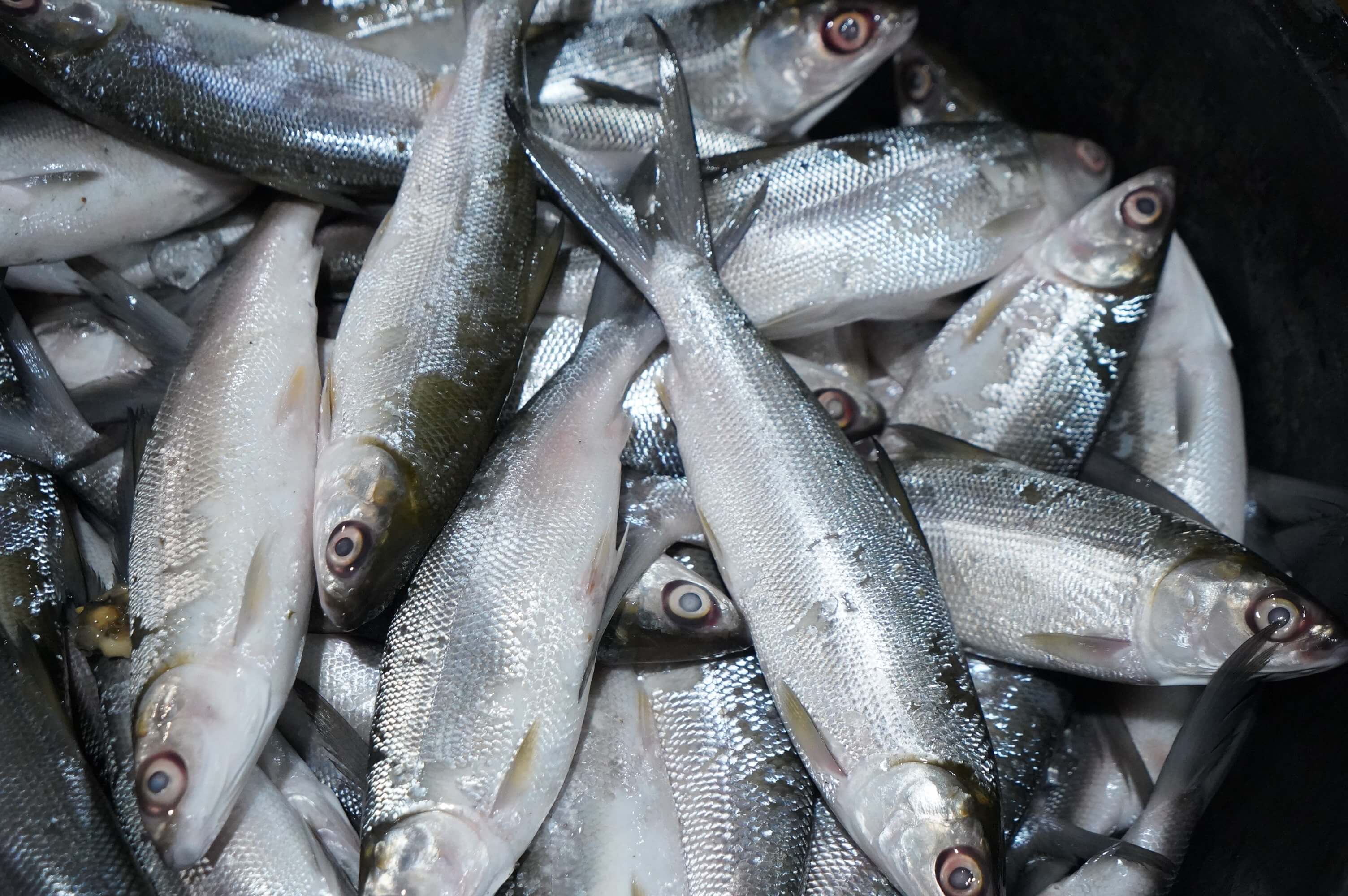 Pasar Ikan Balekambang, Surganya Pecinta Ikan Segar di Solo