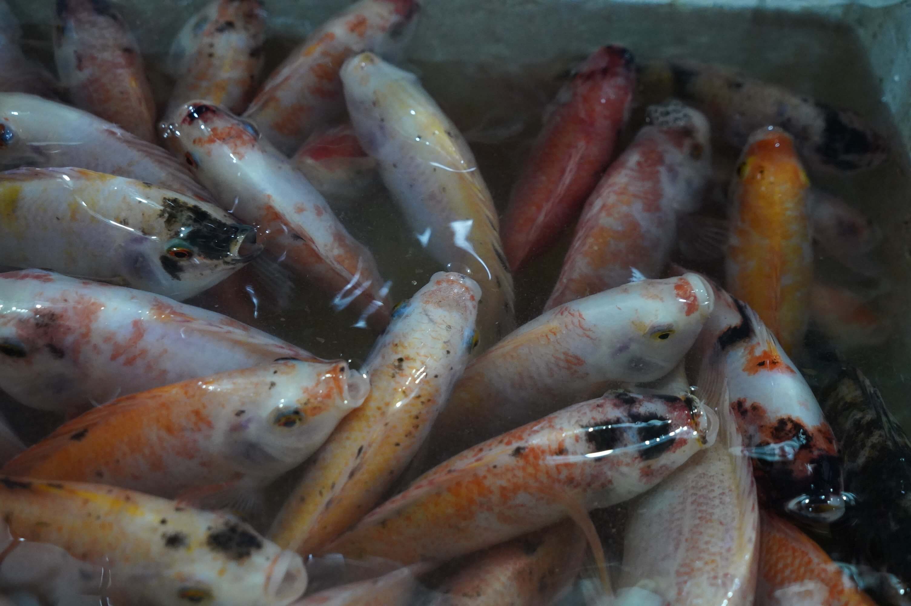 Pasar Ikan Balekambang, Surganya Pecinta Ikan Segar di Solo