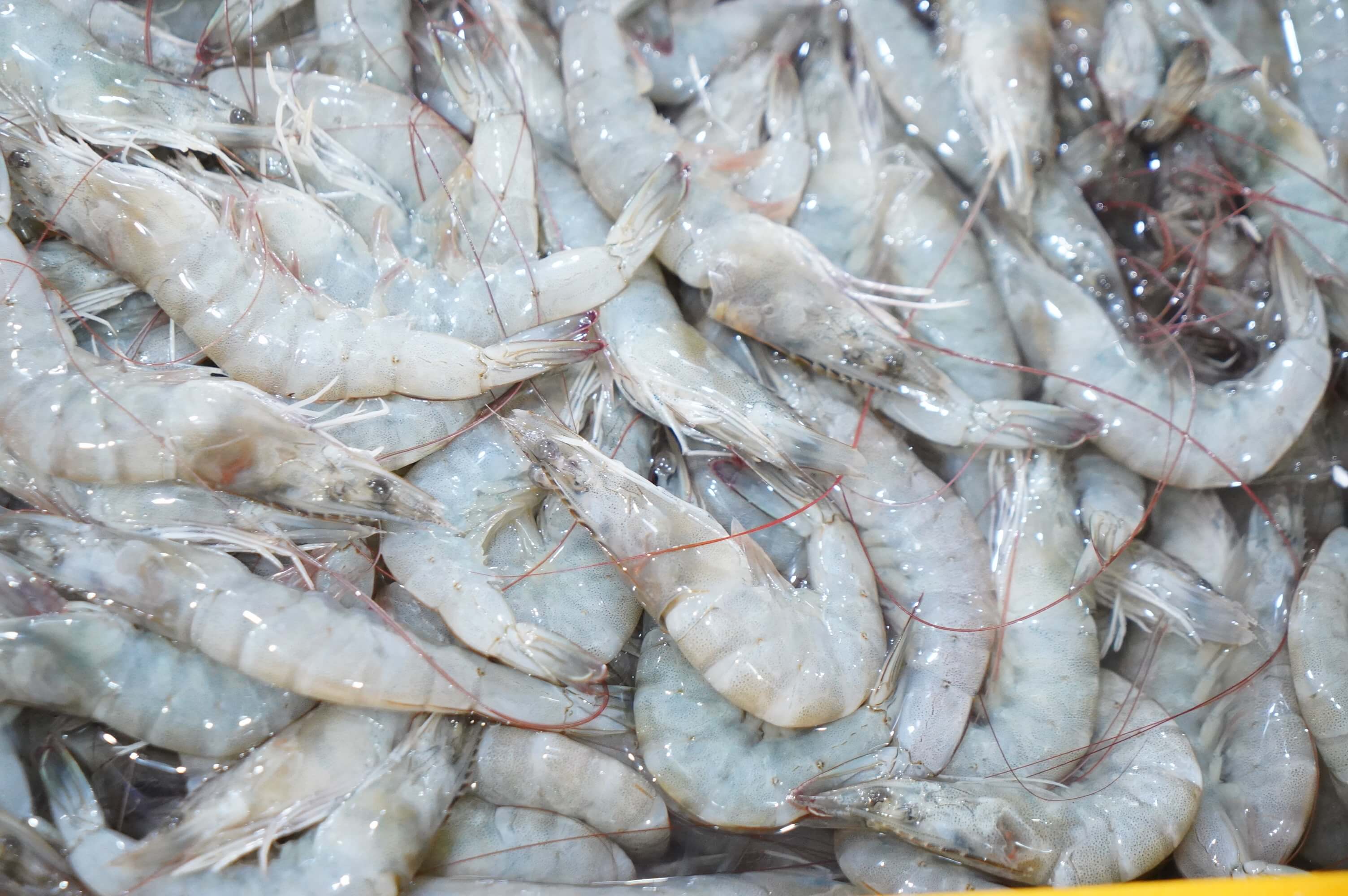 Pasar Ikan Balekambang, Surganya Pecinta Ikan Segar di Solo