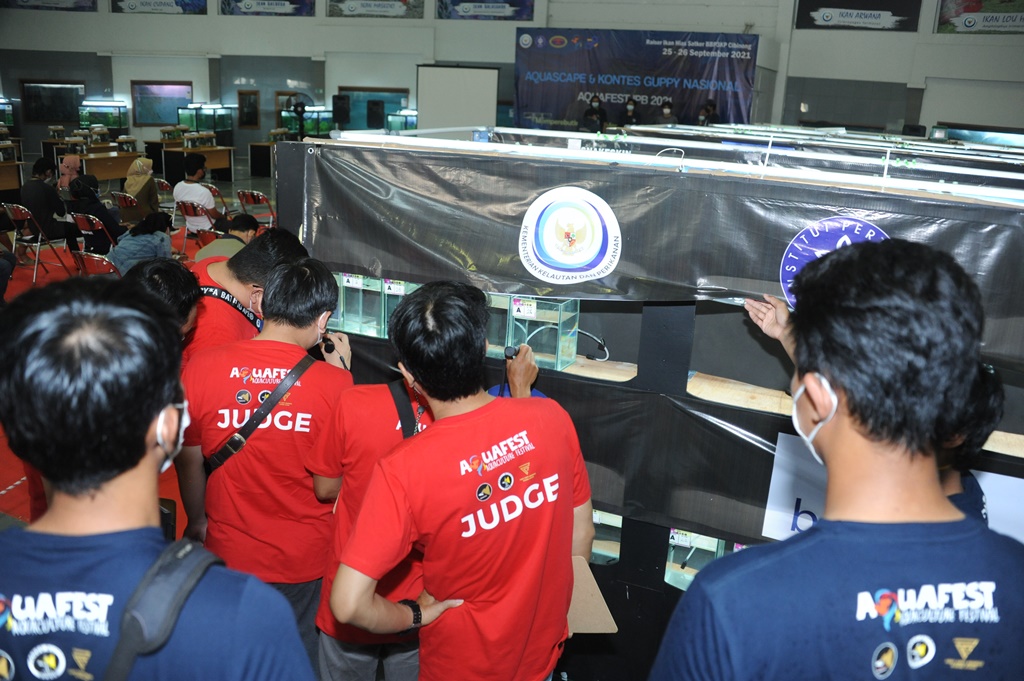 Aquascape dan Kontes Ikan Guppy Nasional