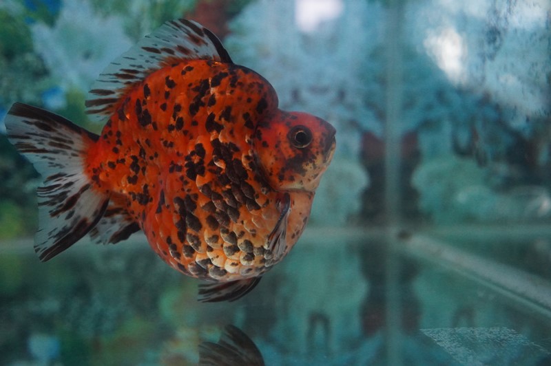 Puncak Acara Kontes Ikan Maskoki ””5th Indonesian Goldfish League 2021” di Raiser Ikan Hias Cibinong