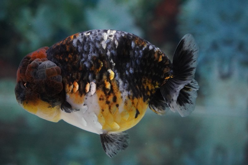 Puncak Acara Kontes Ikan Maskoki ””5th Indonesian Goldfish League 2021” di Raiser Ikan Hias Cibinong