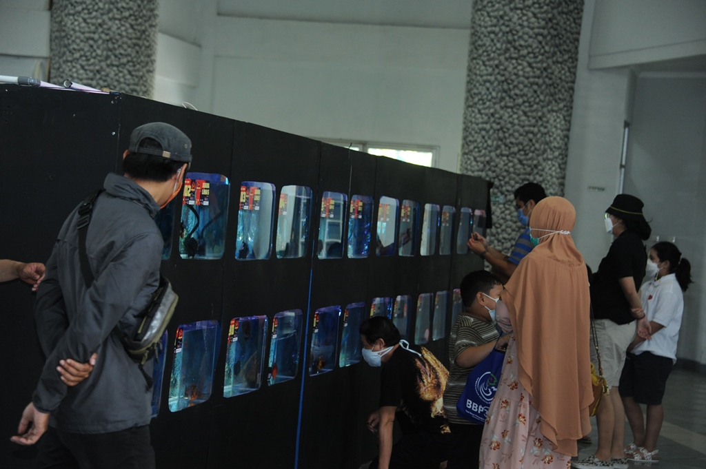4th Indonesia Gold Fish League di Raiser Ikan Hias Satker BBP3KP Cibinong