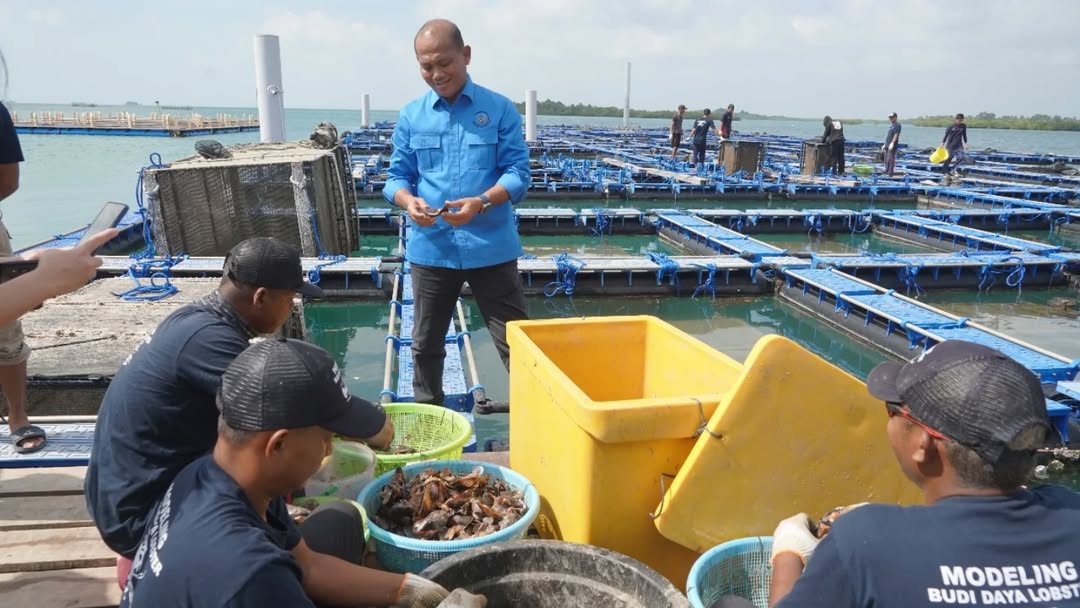 Peninjauan modeling budi daya lobster di Balai Perikanan Budidaya Laut (BPBL) Batam