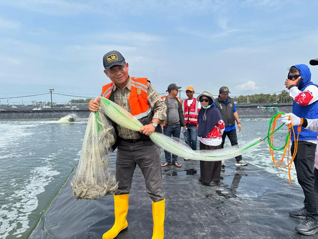 Peninjauan Tambak Budidaya Udang Berbasis Kawasan (BUBK) di Kebumen Jawa Tengah