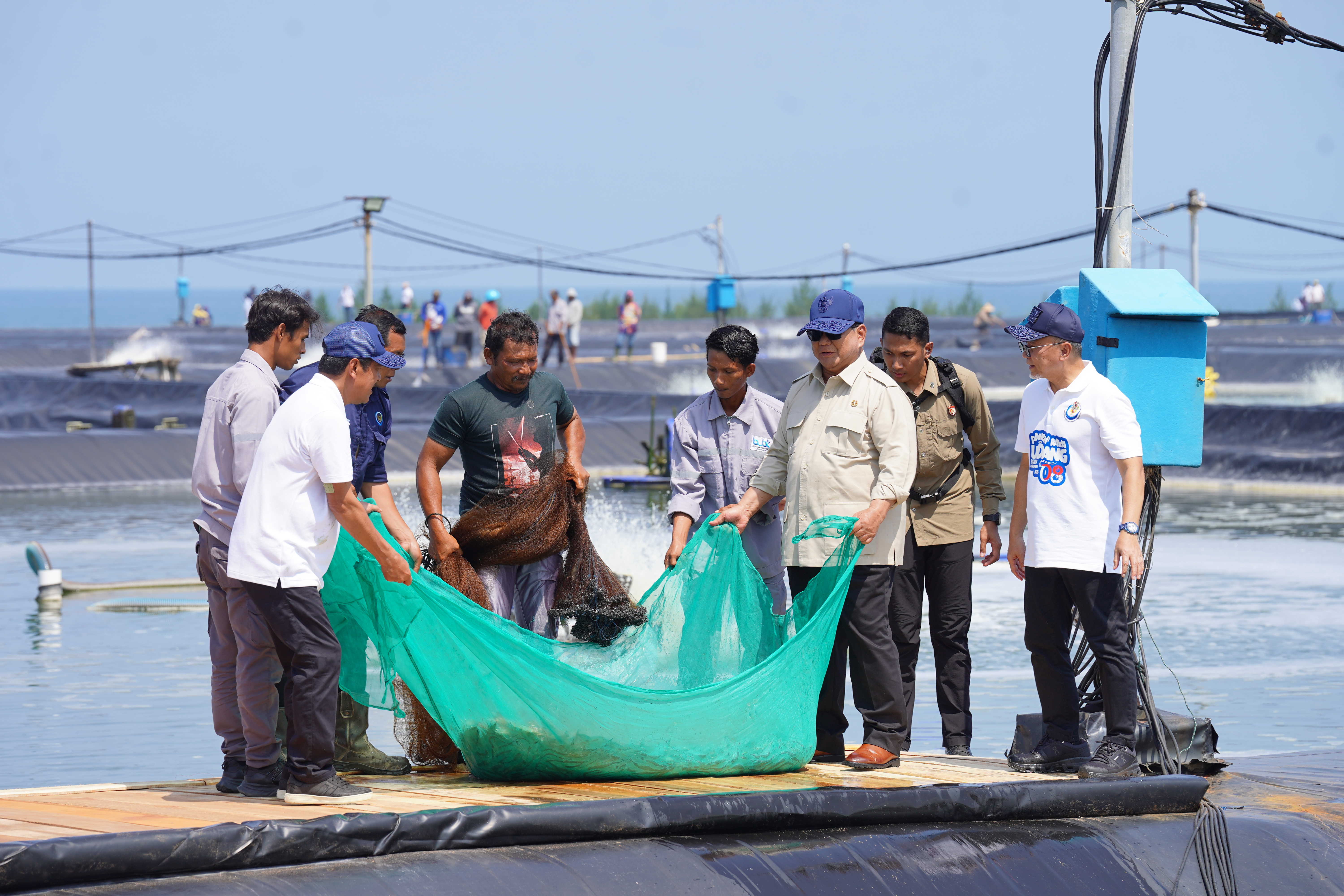 Presiden Prabowo Panen Raya Udang Vannamei di BUBK Kebumen