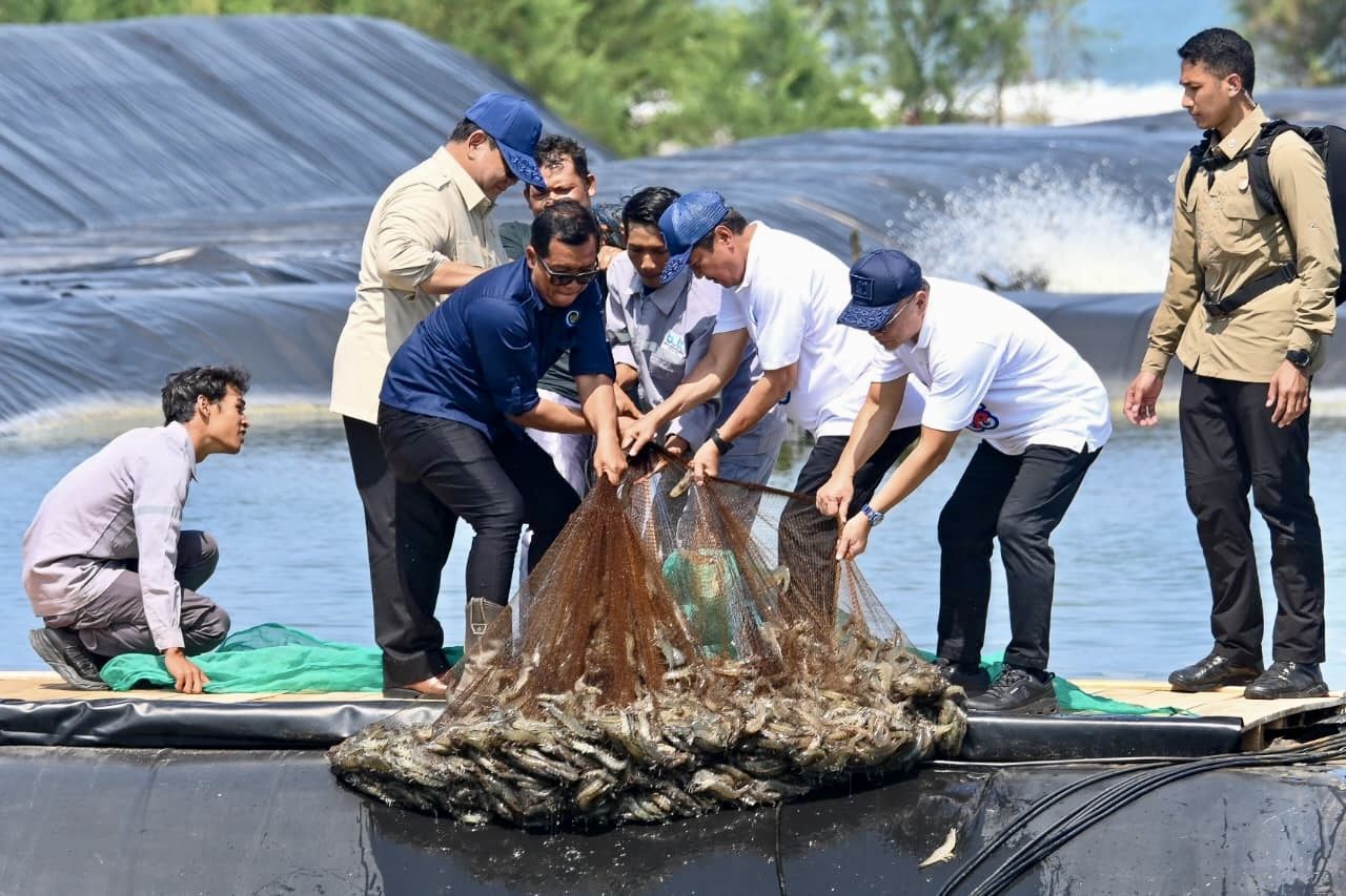 Presiden Prabowo Panen Raya Budidaya Udang Berbasis Kawasan di Kebumen
